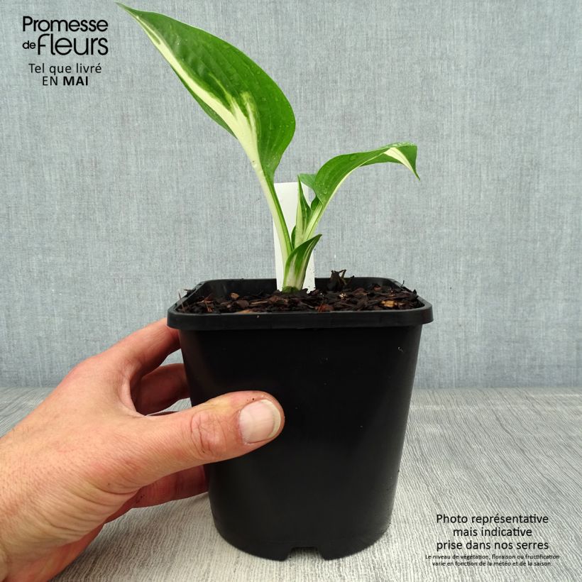 Example of Hosta Clifford's Stingray Pot de 1,5L/2L as you get in printemps