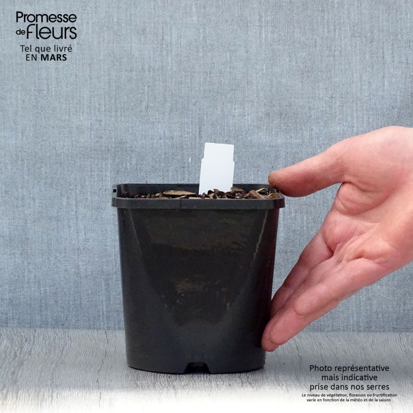 Example of Hosta Coast to Coast  Pot de 1,5L/2L as you get in printemps