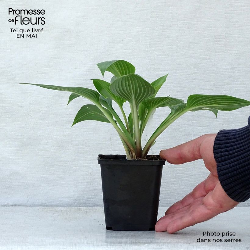 Example of Hosta Devon Green Godet de 8/9 cm as you get in printemps