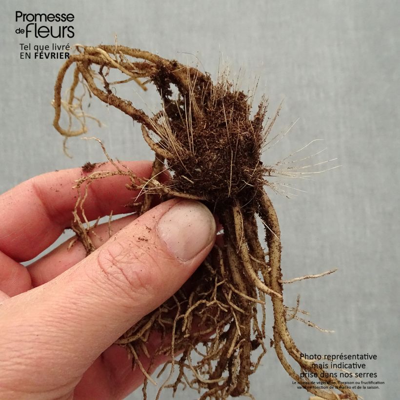 Example of Hosta Devon Green Racines nues, Qualité premium as you get in hiver