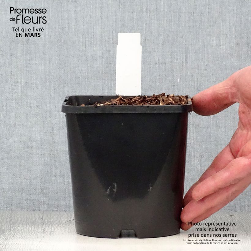 Example of Hosta Diamond Lake Pot de 1,5L/2L as you get in printemps