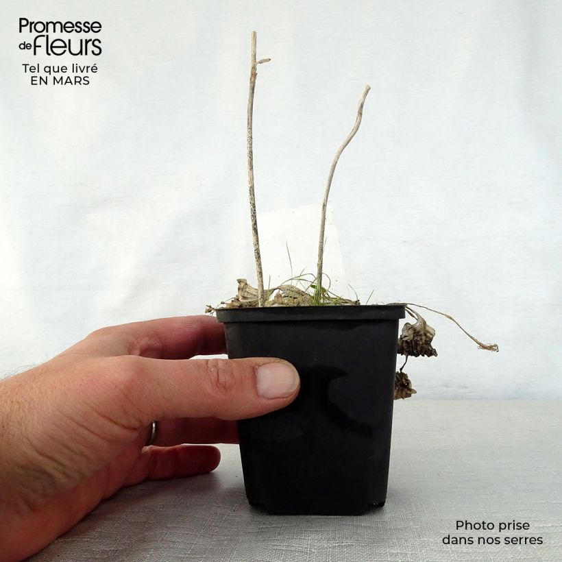 Spécimen de Hosta Diamond Tiara Godet de 8/9 cm tel que livré au printemps