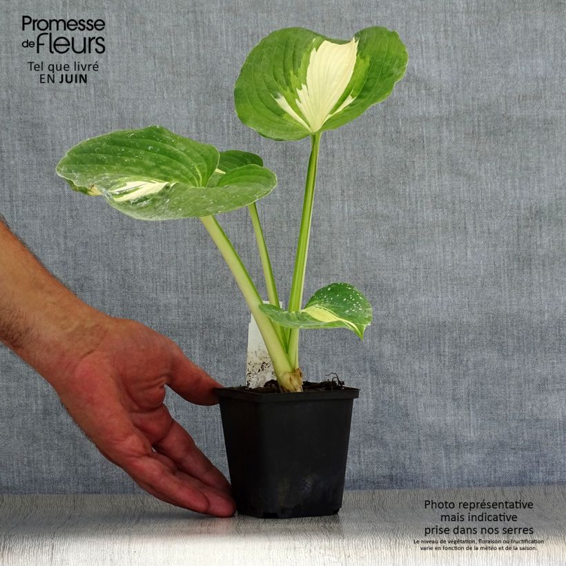 Spécimen de Hosta Dream Queen Godet de 8/9 cm tel que livré en été