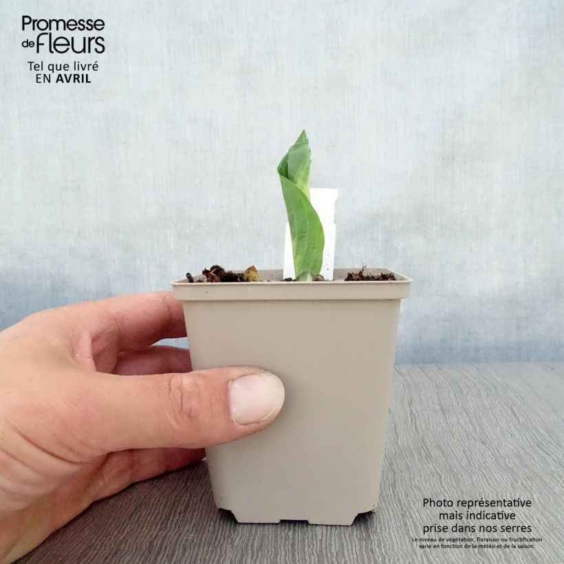 Example of Hosta Dream Queen Godet de 8/9 cm as you get in printemps