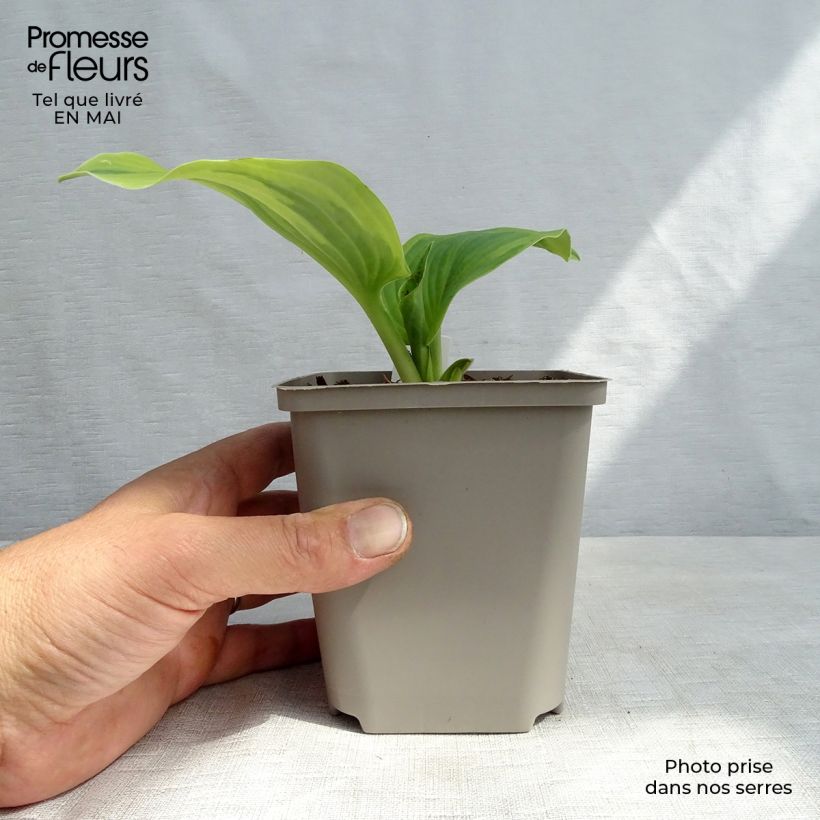 Example of Hosta Earth Angel Godet de 8/9 cm as you get in printemps