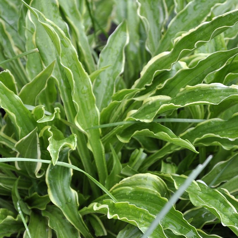 Hosta Electrocution (Feuillage)