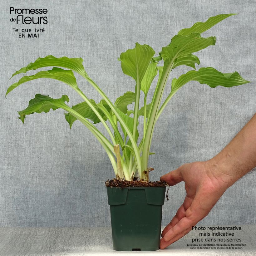 Spécimen de Hosta Elisabeth Godet de 8/9 cm tel que livré au printemps