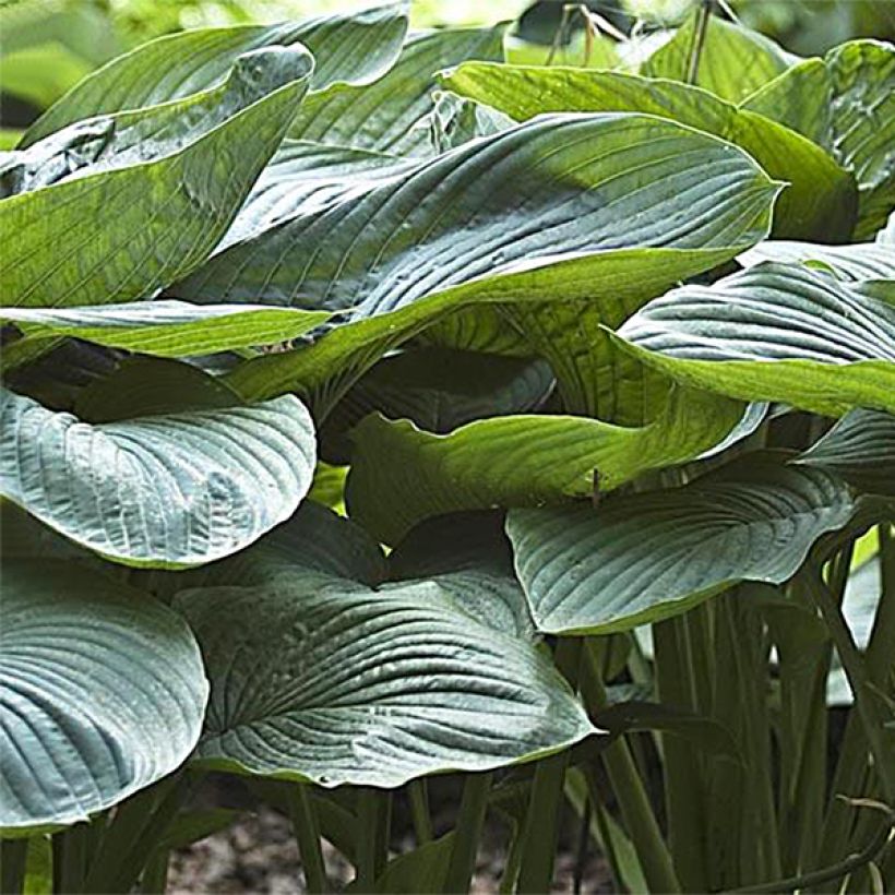 Hosta Empress Wu - Hosta géant (Foliage)