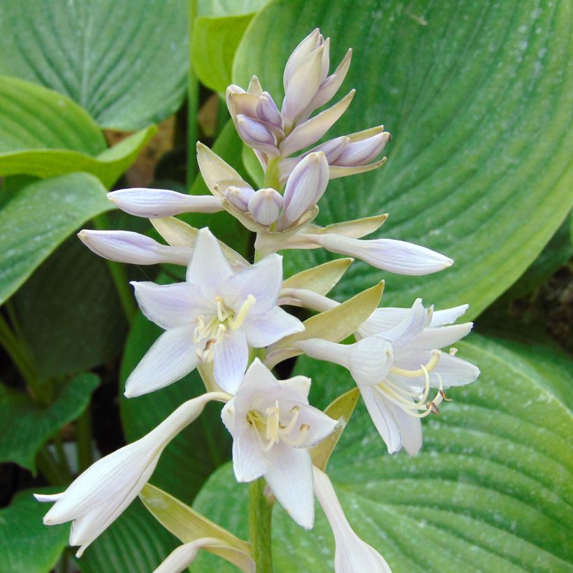 Hosta Empress Wu - Hosta géant (Flowering)