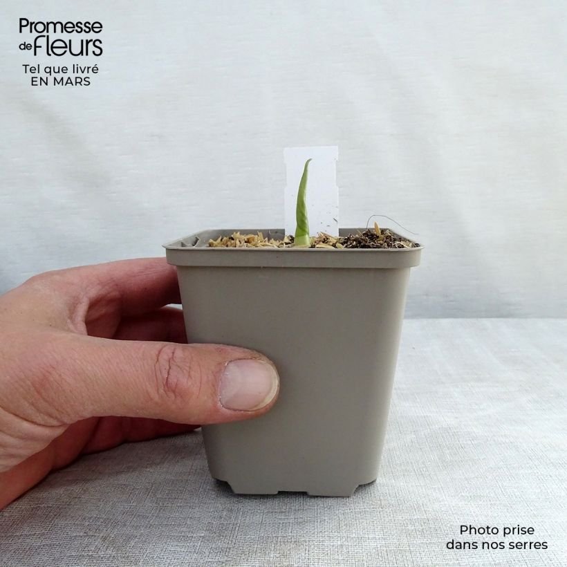 Example of Hosta Empress Wu - Hosta géant Godet de 8/9 cm as you get in printemps