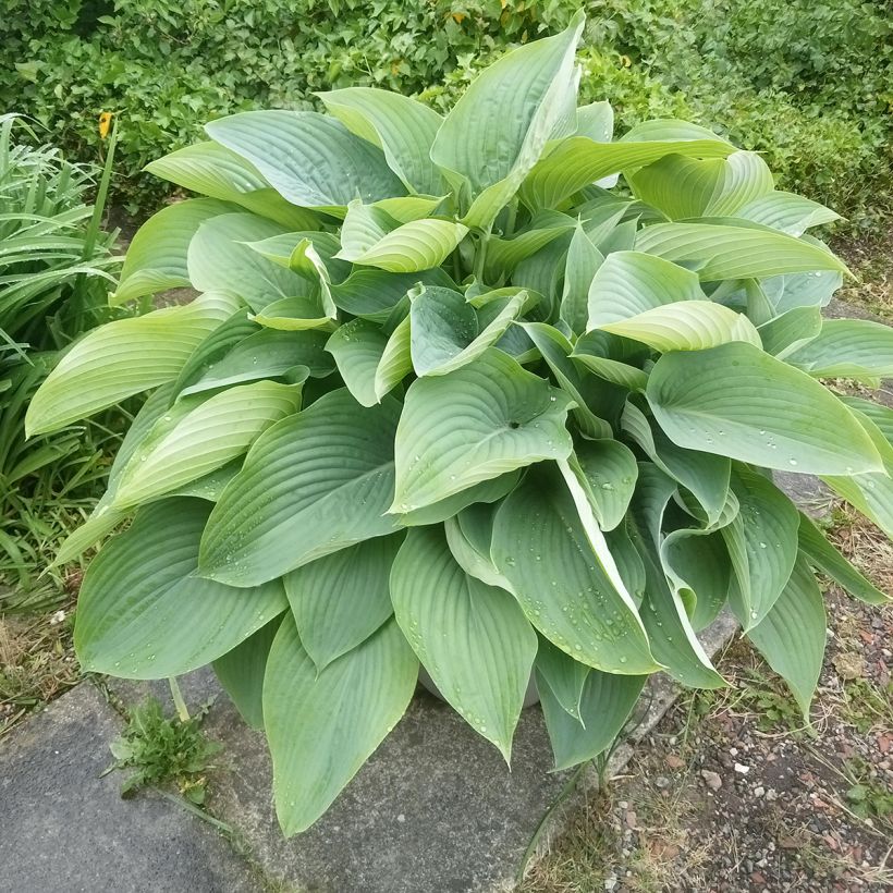 Hosta Empress Wu - Hosta géant (Plant habit)