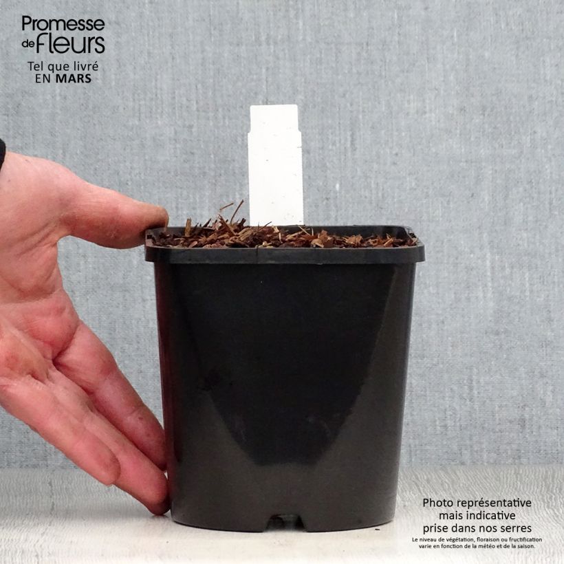 Example of Hosta Empress Wu - Hosta géant Pot de 1,5L/2L as you get in printemps