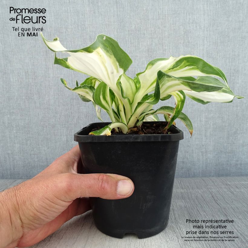 Example of Hosta Enterprise Pot de 1,5L/2L as you get in printemps