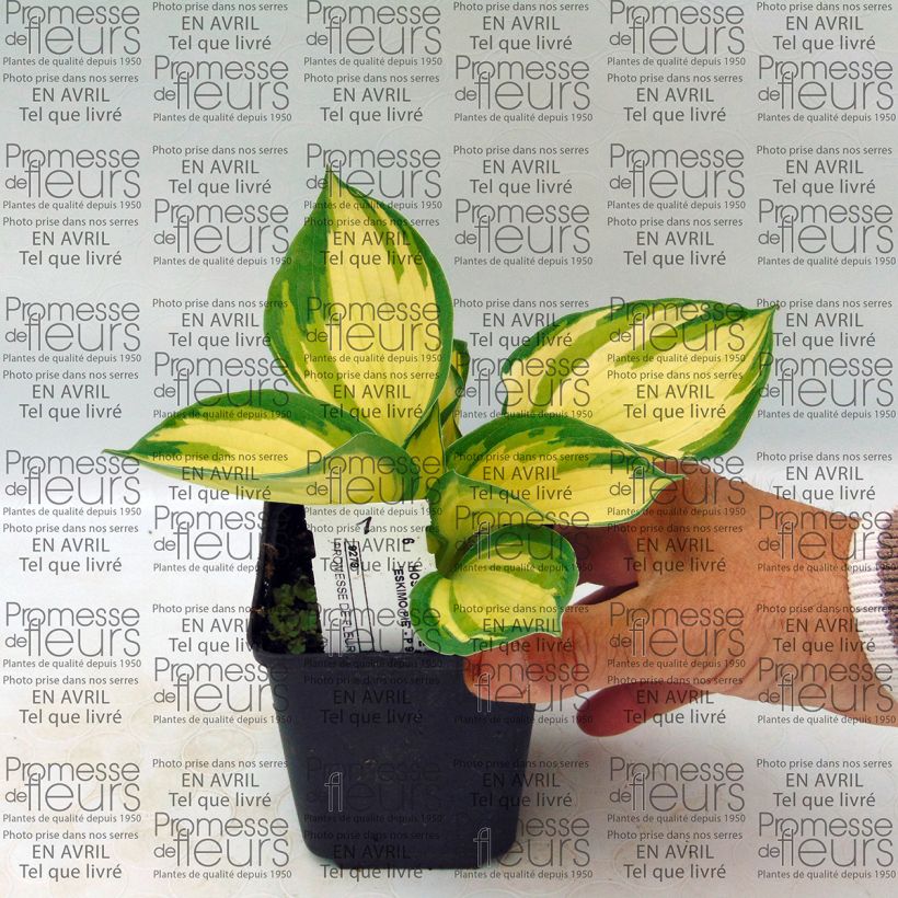 Exemple de spécimen de Hosta Eskimo Pie Godet de 8/9 cm tel que livré