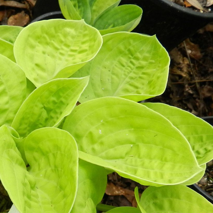Hosta Eye Catcher (Foliage)