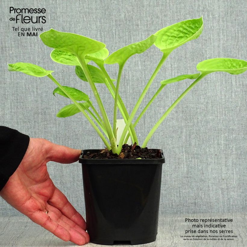 Example of Hosta Eye Catcher Pot de 1,5L/2L as you get in printemps