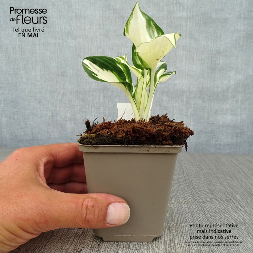 Example of Hosta Fire and Ice Godet de 8/9 cm as you get in printemps