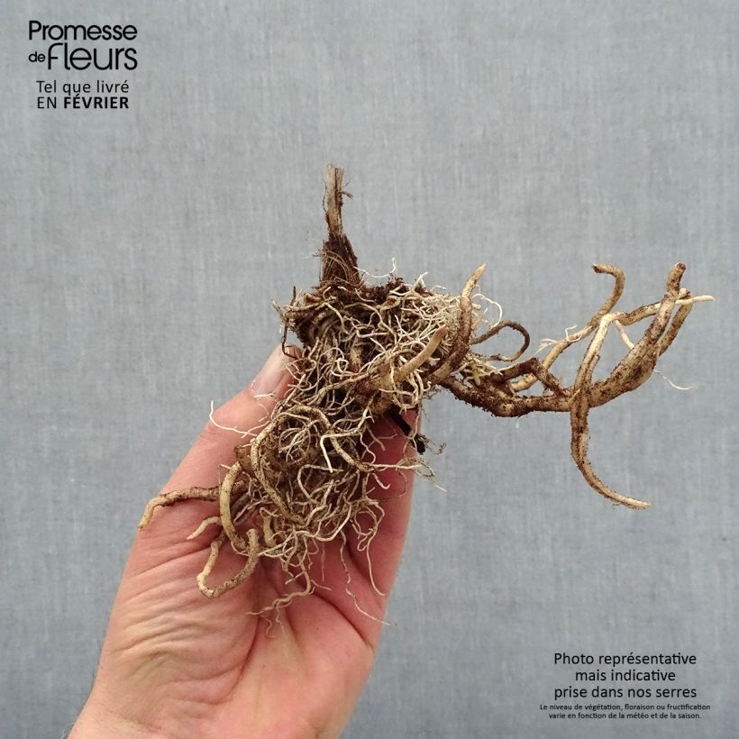 Spécimen de Hosta First Blush Racines nues, Qualité premium tel que livré en hiver