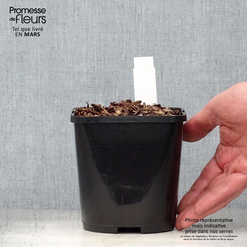 Example of Hosta Forbidden Fruit Pot de 1,5L/2L as you get in printemps