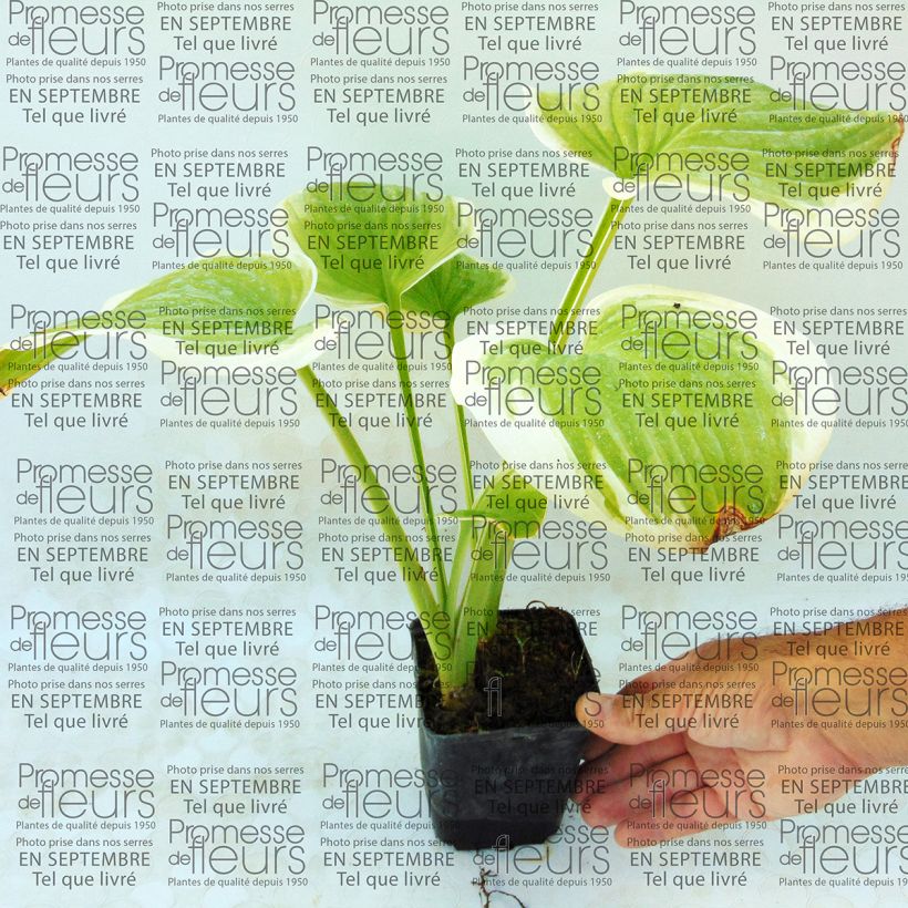 Example of Hosta Fragrant Dream Godet de 8/9 cm as you get