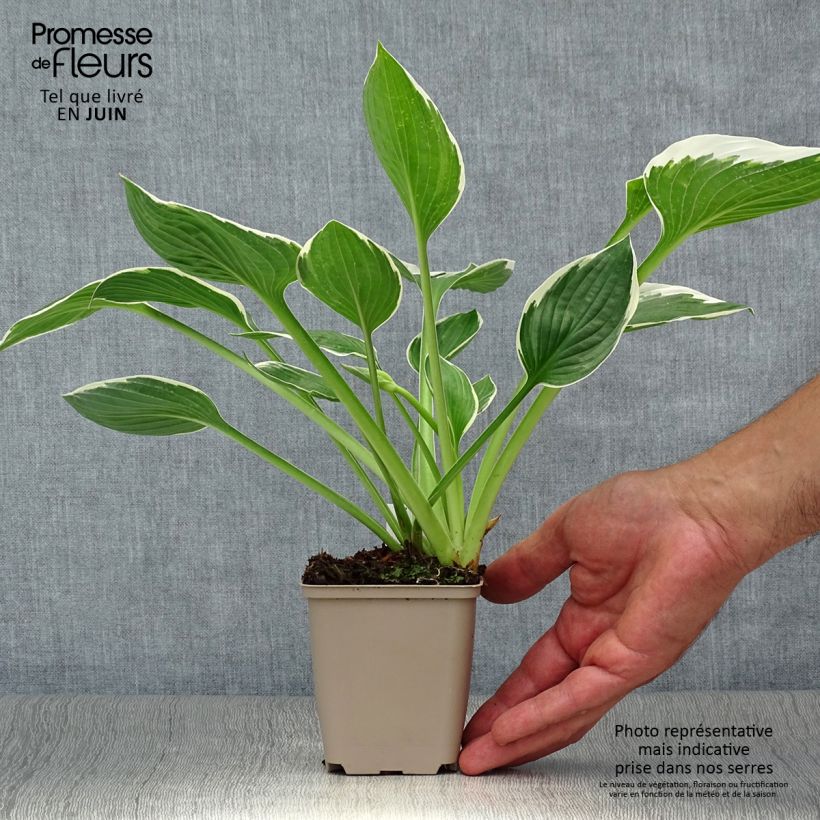 Spécimen de Hosta fortunei Francee Godet de 8/9 cm tel que livré en été