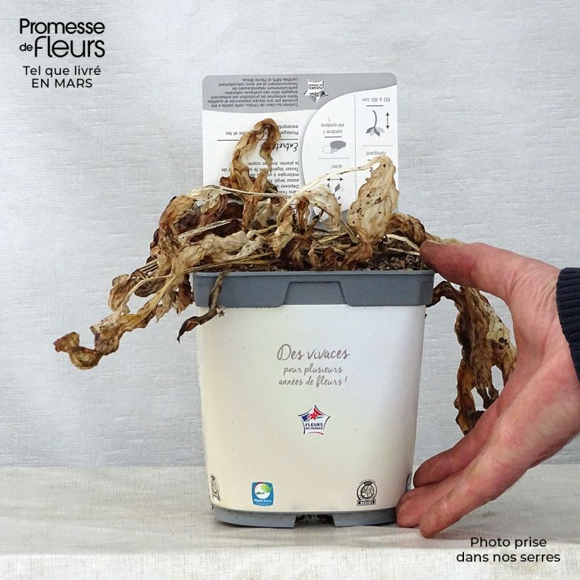 Example of Hosta fortunei Francee Pot de 2L/3L as you get in printemps