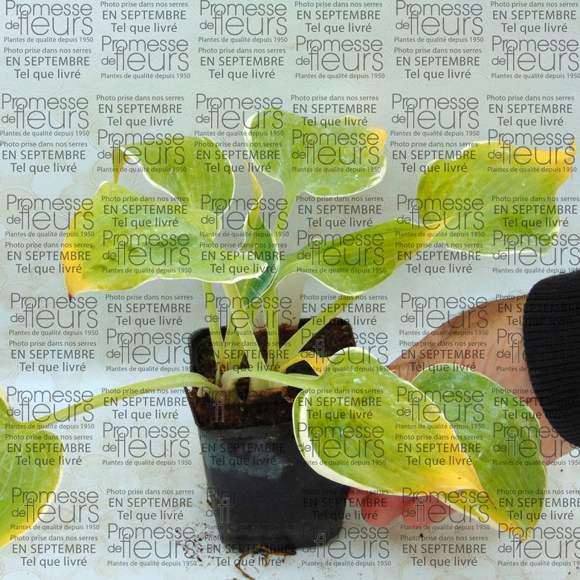 Exemple de spécimen de Hosta Frosted Dimples Godet de 8/9 cm tel que livré