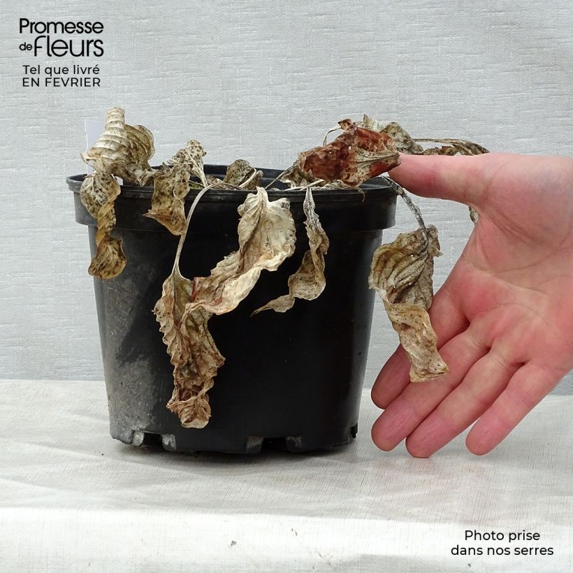 Spécimen de Hosta Gold Regal Pot de 2L/3L tel que livré en hiver