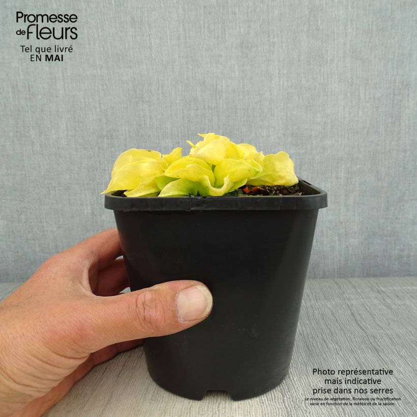 Spécimen de Hosta Golden Needles Pot de 1,5L/2L tel que livré au printemps