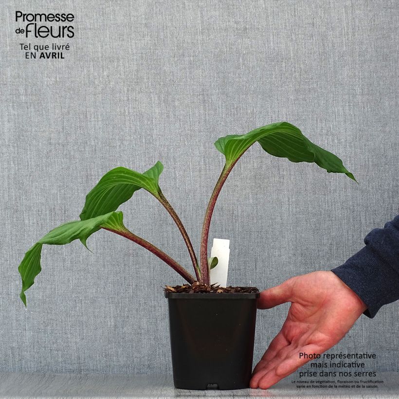 Example of Hosta Gooseberry Sundae Pot de 1,5L/2L as you get in printemps