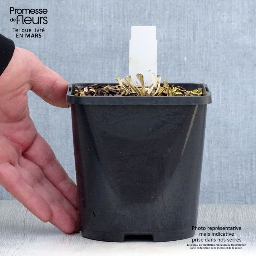 Example of Hosta Great Escape Pot de 1,5L/2L as you get in printemps