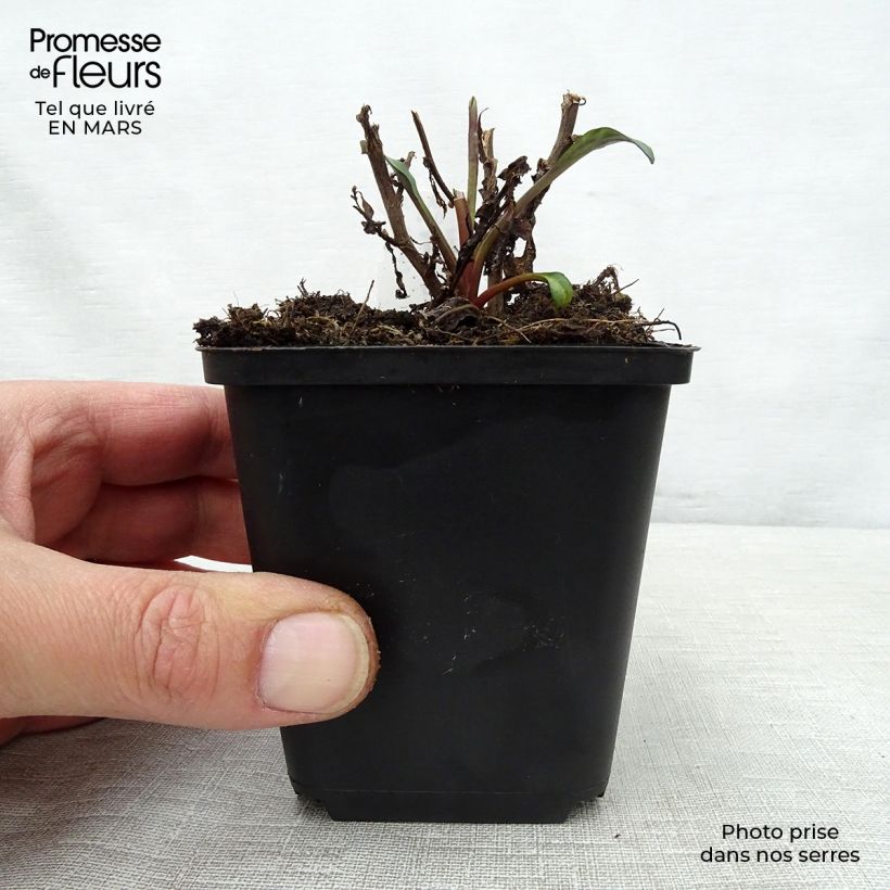 Spécimen de Hosta Green Gold Godet de 8/9 cm tel que livré au printemps