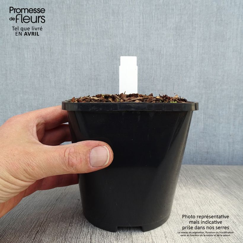 Spécimen de Hosta Hans Pot de 1,5L/2L tel que livré au printemps