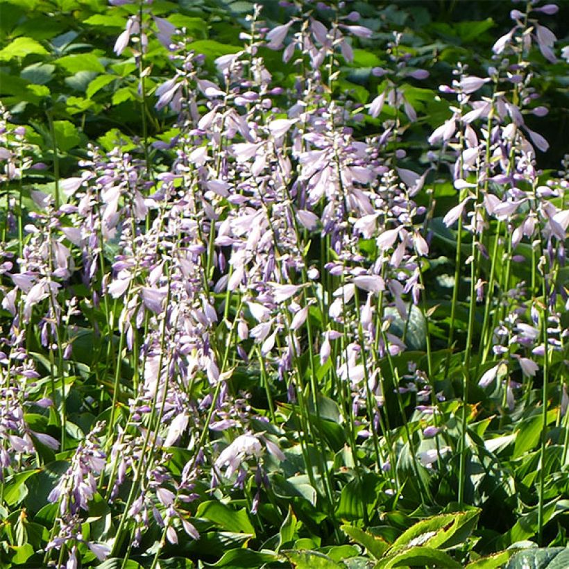 Hosta Harry Van Trier (Floraison)