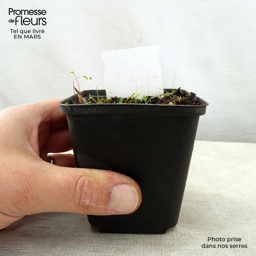 Spécimen de Hosta Harry Van Trier Godet de 8/9 cm tel que livré au printemps