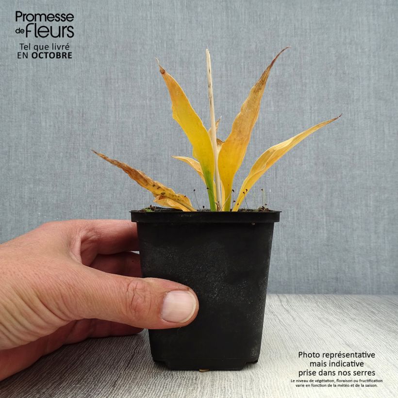 Spécimen de Hosta Harry Van Trier Godet de 8/9 cm tel que livré en automne