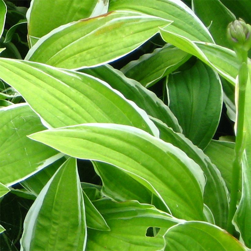 Hosta Herifu (Foliage)