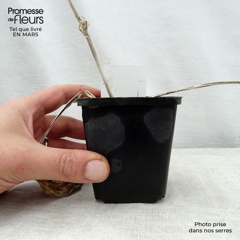 Example of Hosta Herifu Godet de 8/9 cm as you get in printemps