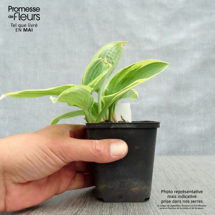 Example of Hosta Honeysong Pot de 2L/3L as you get in printemps