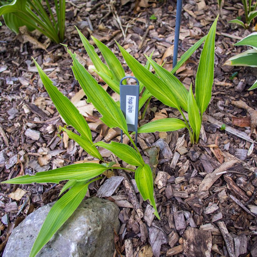 Hosta Hyuga Urajiro (Plant habit)