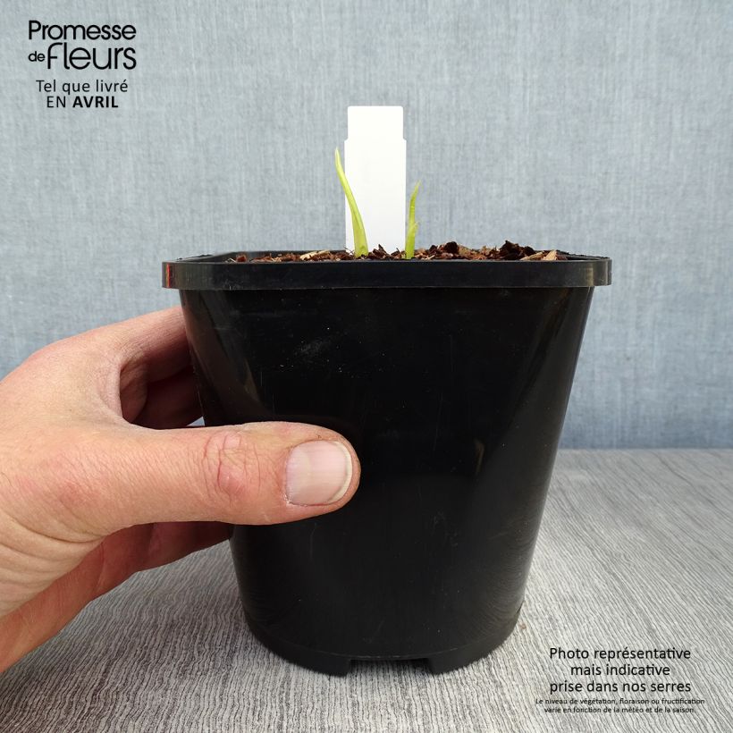Example of Hosta Hyuga Urajiro Pot de 1,5L/2L as you get in printemps