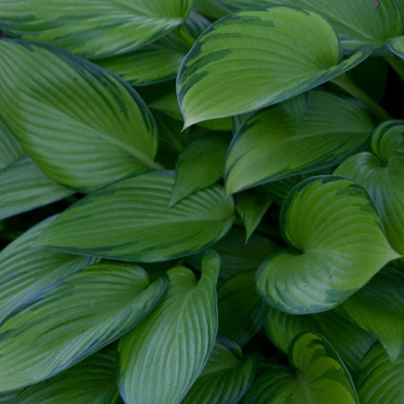 Hosta June Fever (Foliage)