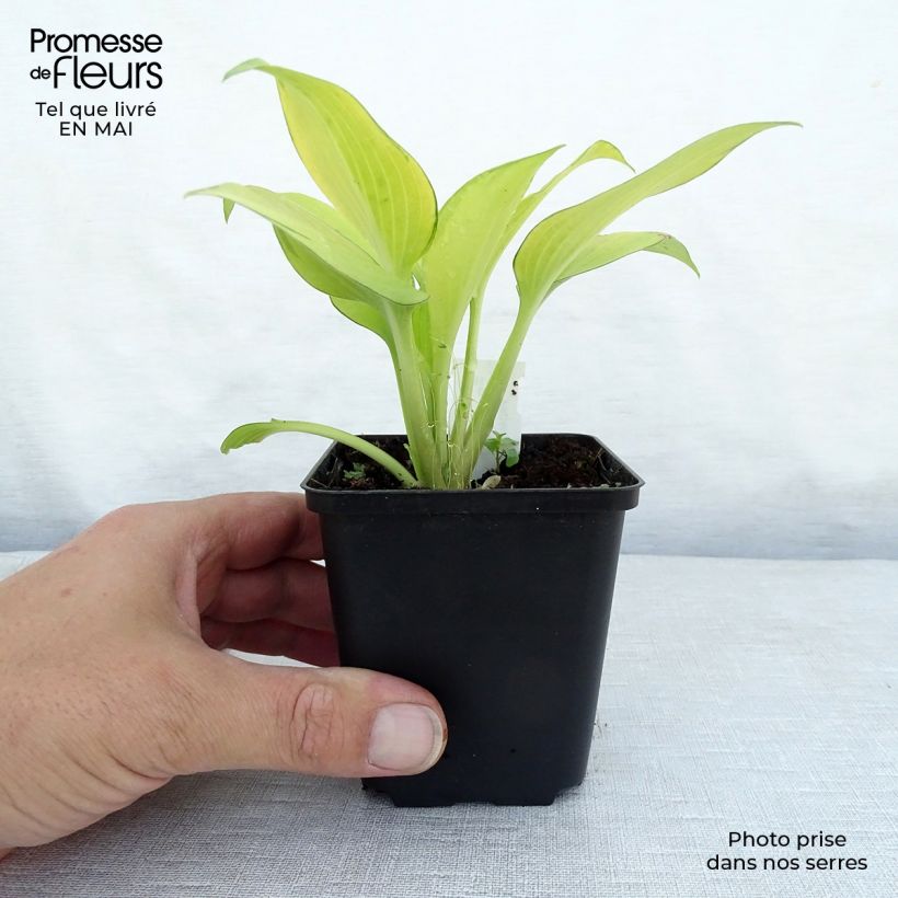Example of Hosta June Fever Godet de 8/9 cm as you get in printemps