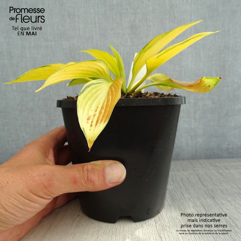 Example of Hosta June Fever Pot de 1,5L/2L as you get in printemps