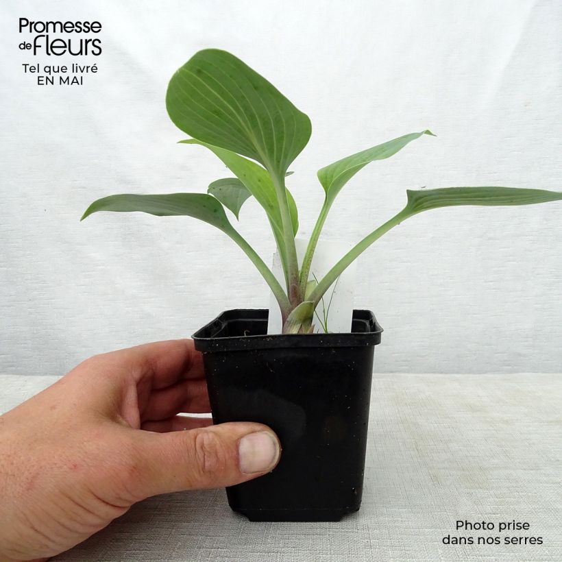 Example of Hosta June Godet de 8/9 cm as you get in printemps