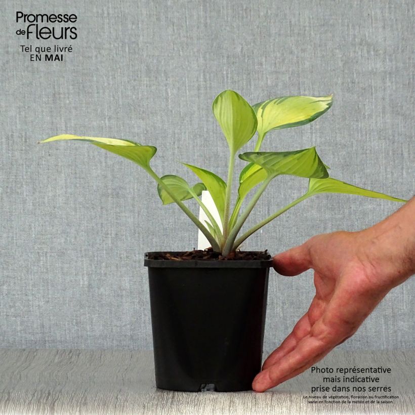 Example of Hosta June Pot de 1,5L/2L as you get in printemps