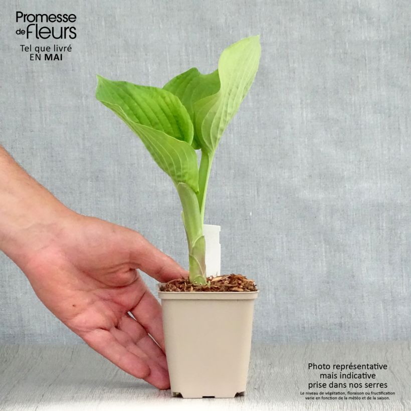 Example of Hosta Jurassic Park - Hosta géant Godet de 8/9 cm as you get in printemps