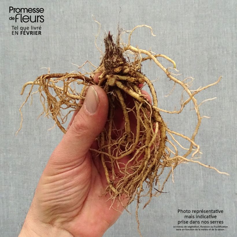 Example of Hosta Jurassic Park - Hosta géant Racines nues, Qualité premium as you get in hiver