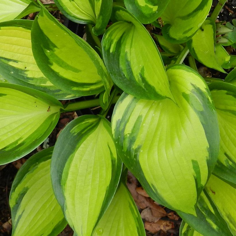 Hosta Justine (Foliage)