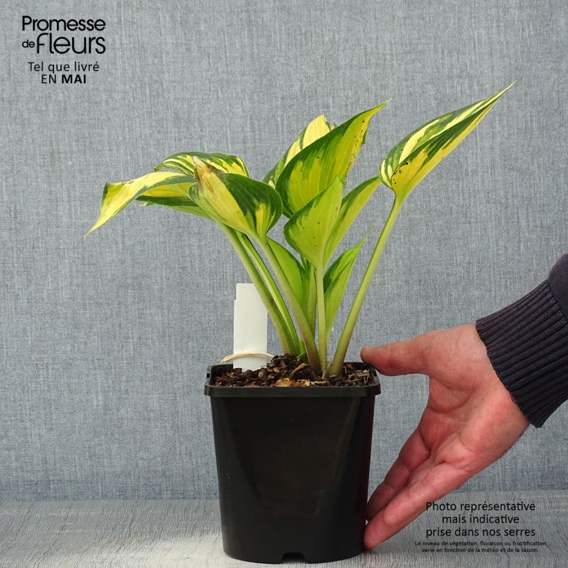 Example of Hosta Justine Pot de 1,5L/2L as you get in printemps